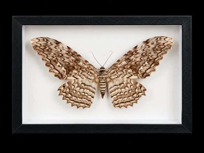 Moth Taxidermy full body mount - Thysania agrippina - 25 cm - 15 cm - 5 cm - Non-CITES species - 1