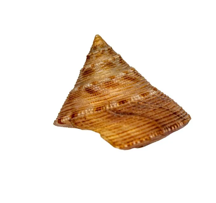 Calliostoma formosense 50mm shell sea snail — collection liquidation Skeleton - Calliostoma formosense - 0 mm - 0 mm - 50 mm- Non-CITES species - (1)