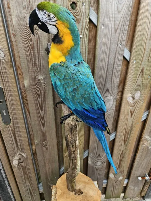 Super beautiful, very large, sturdy blue-and-yellow macaw of top quality. Taxidermy full body mount - Ara Ararauna - 89 cm - 35 cm - 34 cm - Kweekvogel met gesloten vaste voetring en overdracht verklaring - 1