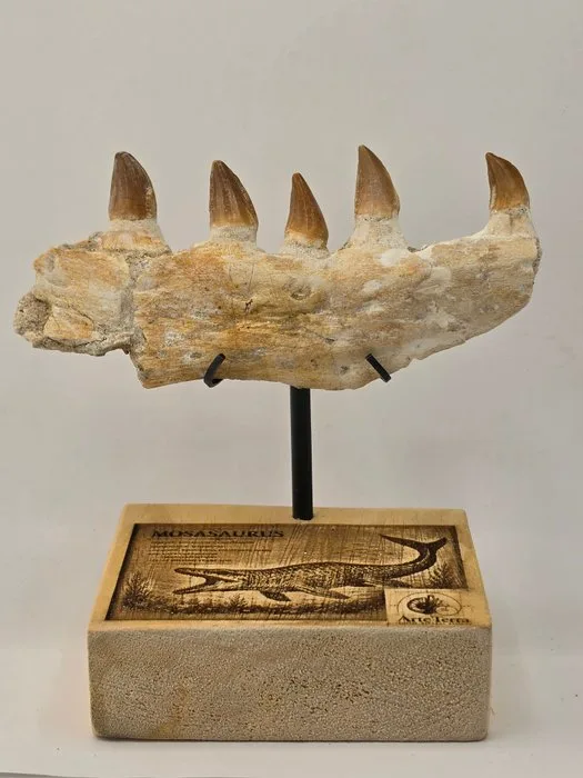 Mosasaur - Fossil tooth - Mosasaur tooth on a custom base