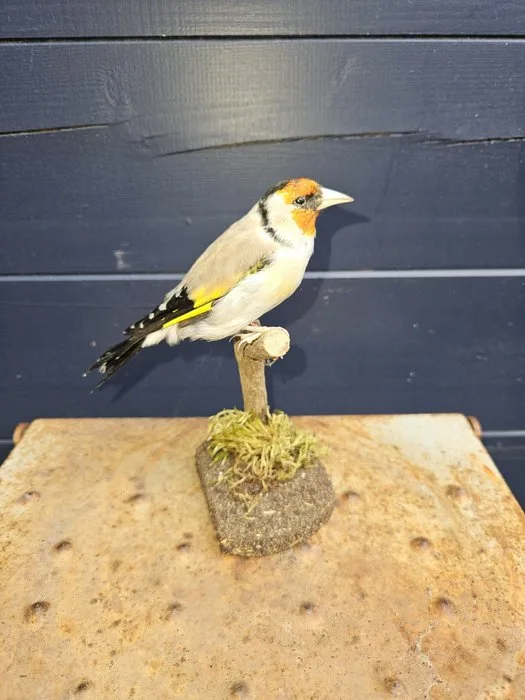 Super beautiful newly set-up agate putter. Taxidermy full body mount - Carduelis carduelis - 16 cm - 8 cm - 10 cm - Kweekvogel niet beschermde soort - 1