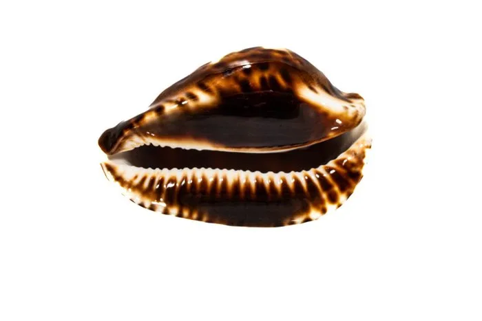 The Jewel of the Cowrie Snails: The Fascinating Story Behind the Rare Cypraea Species Zoila Taxidermy wall mount - Zoila friendii vercoi insulata - 7 cm - 0 mm - 0 mm - Non-CITES species - 1