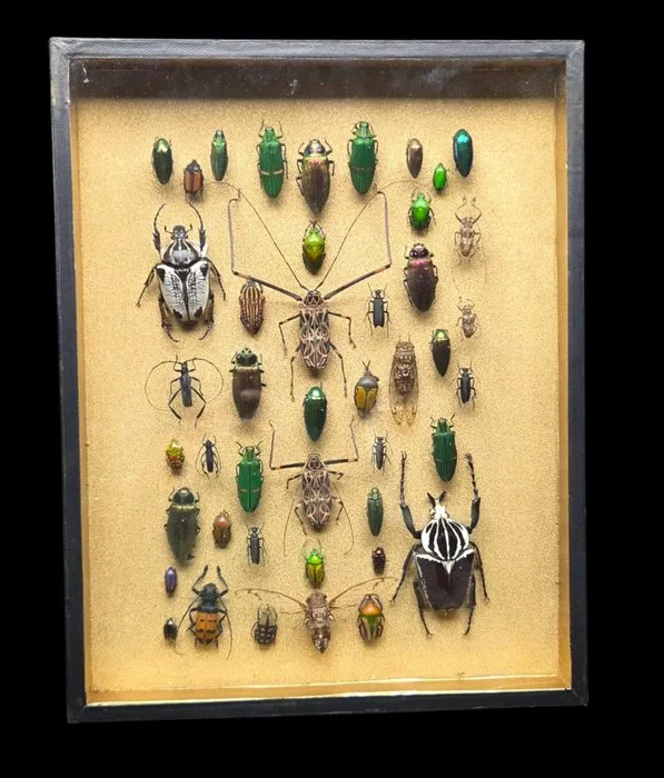 Very Large Wold Beetles and cicada incide xxl wood box - 50x40 cm - Diorama - 1960-1970