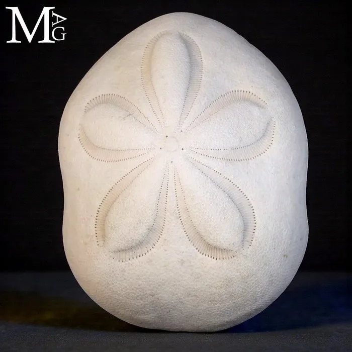 Clypeaster rosaceus sea biscuit - Natural Exoskeleton Structure - Height: 110 mm - Width: 82 mm- 65 g - (1)
