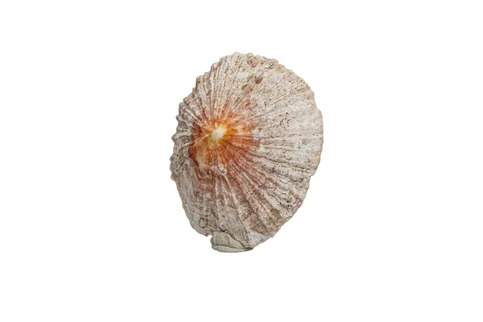 Siphonaria maura GEM | Dark False Limpet Rarity Mexican Coast Skeleton - Maura False Limpet - 0 mm - 0 mm - 110 mm- Non-CITES species - (1)