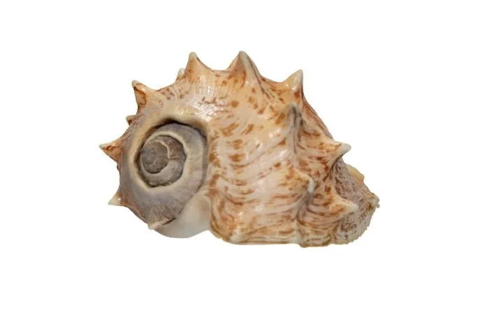 Melongena corona 130mm GEM | Giant crown snail shell showpiece Skeleton - Melongena corona - 0 mm - 0 mm - 130 mm- Non-CITES species - (1)