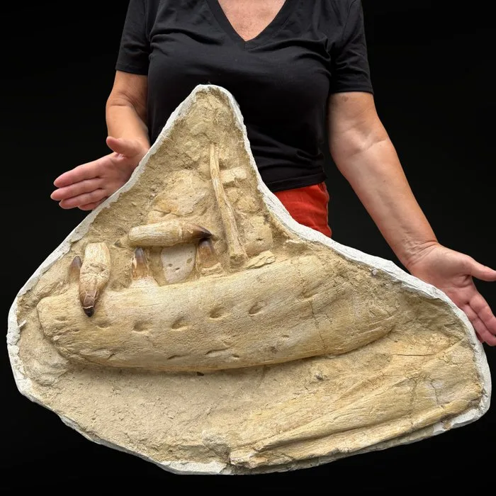 Mosasaur jaw – Authentic natural specimen - Fossil matrix - Mosasaure - 60 cm - 73 cm