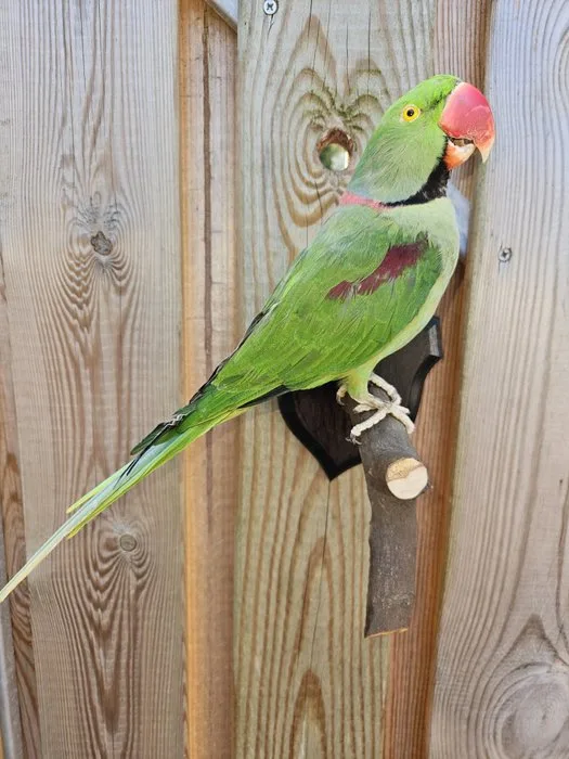 Extremely beautiful, very large, newly established Alexandrine parakeet. Taxidermy full body mount - Psittacula Eupatria - 30 cm - 30 cm - 15 cm - Kweekvogel met gesloten vaste voetring - 1