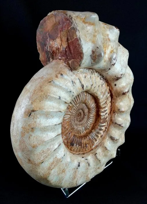 Ammonite - Fossilised animal - Kranaosphinctes roedereri (Collignon) - 33.5 cm - 29.5 cm