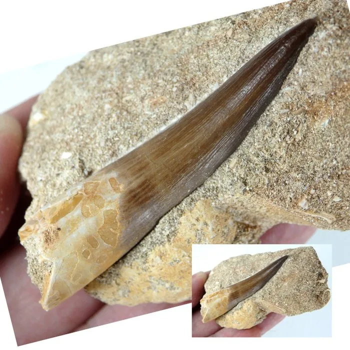 Plesiosaurus tooth - Fossil tooth - Zafarasaura oceanis - Tooth is 58mm - cuallity specimen - 80 mm - 30 mm