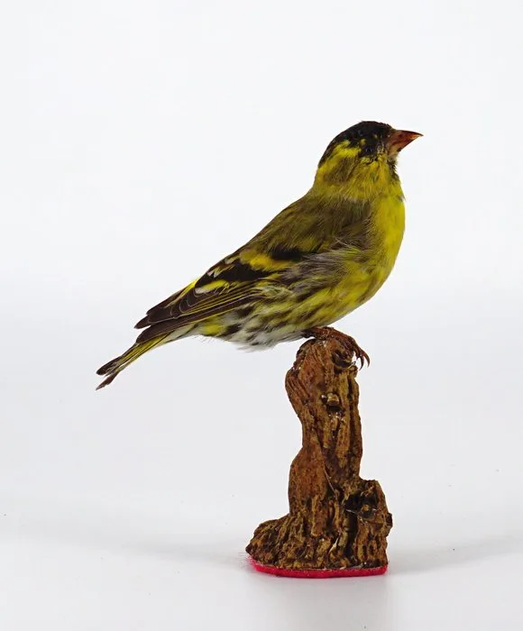 Lucherino Taxidermy full body mount - Spinus spinus (with proof of origin) - 11 cm - 5 cm - 8 cm
