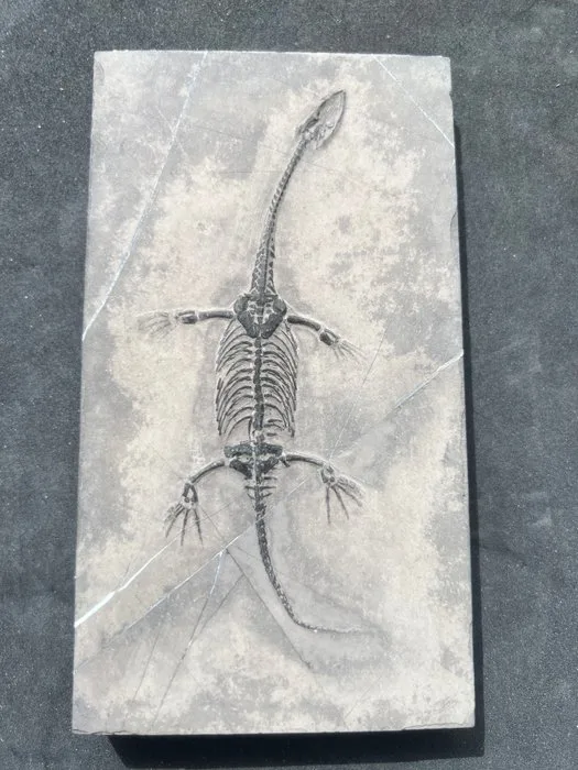 Marine reptile - Fossilised animal - Fossile de Keichousaurus hui – Un trésor du Trias - 16.9 cm - 9.5 cm