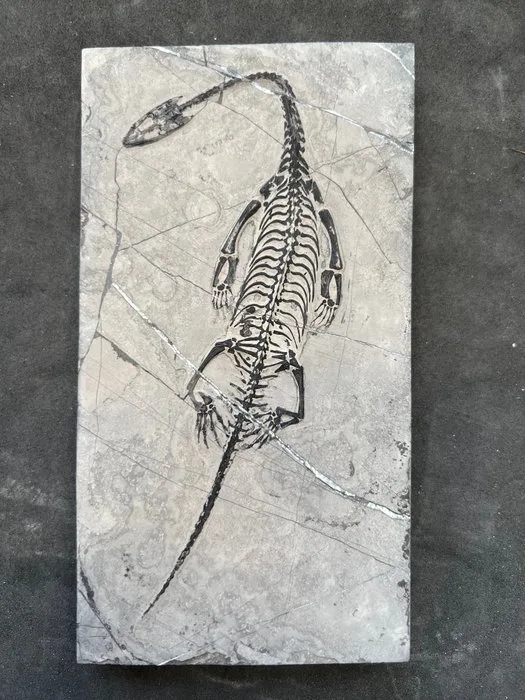 Marine reptile - Fossilised animal - Fossile de Keichousaurus hui – Un trésor du Trias - 17.3 cm - 9.5 cm