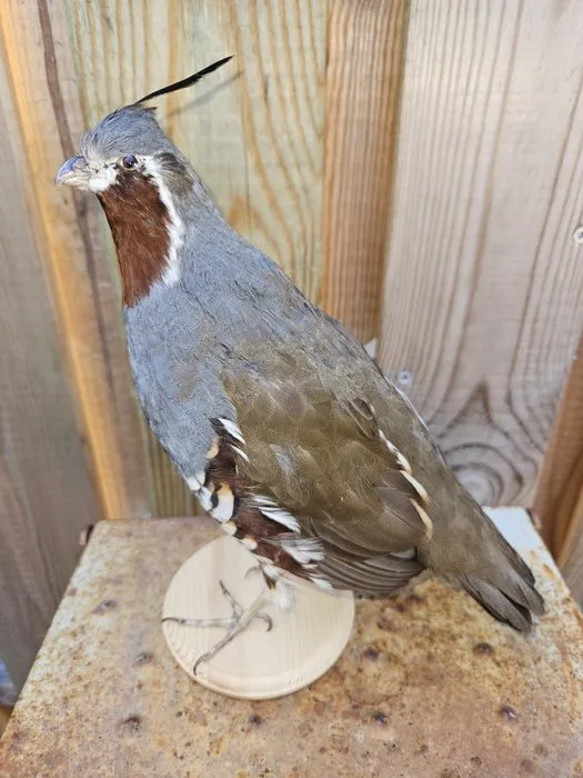 Super beautiful, newly established rare rock partridge. Taxidermy full body mount - Oreotyx Pictus - 24 cm - 10 cm - 18 cm - Kweekvogel niet beschermde soort - 1