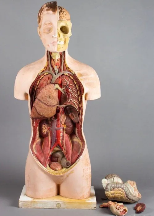 Anatomical model (7) - Plaster, Polychrome stucco - 1930 - Anatomical body model - Somso