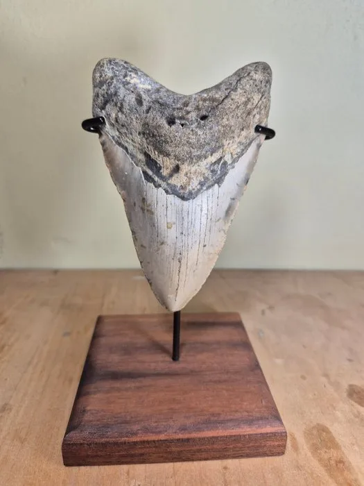 Dagger Megalodon tooth with beautiful stand! - Fossil tooth - Otodus Megalodon - 11.85 cm