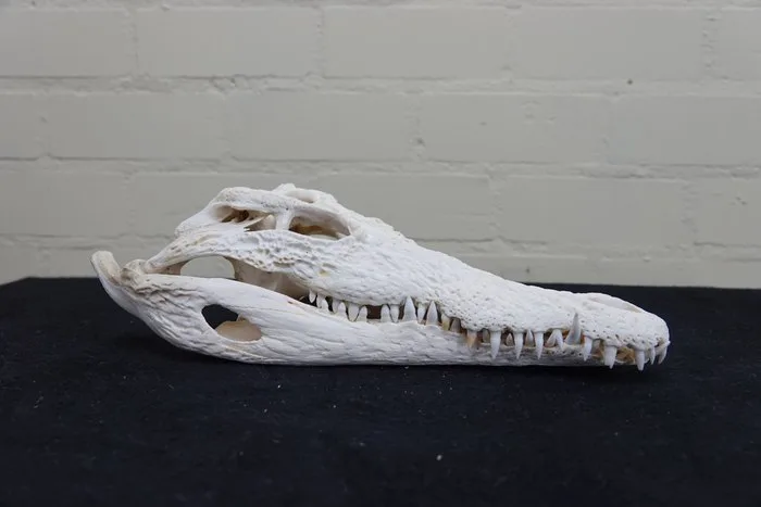 Nile Crocodile 34 cm Skull - Crocodylus niloticus (with Import Ref.) - 0 cm - 34 cm - 0 cm- CITES Appendix II - Annex B in the EU