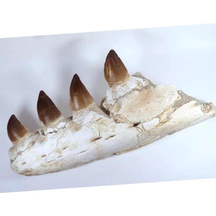 Mosasaur mandible - Fossilised jaw - Prognatodon giganteous - 26.5 cm - 5 cm