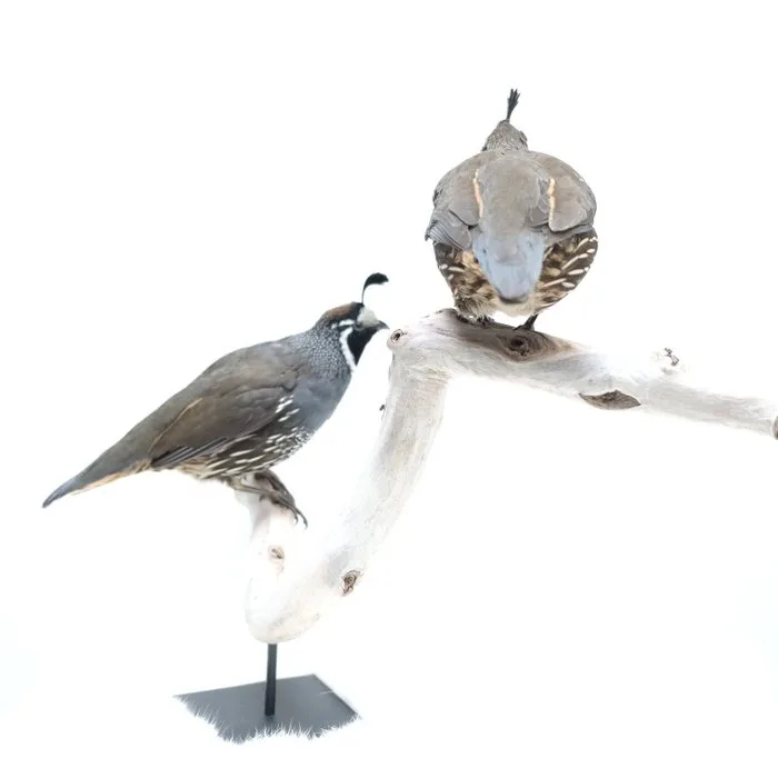 California crested quail Taxidermy full body mount - Callipepla californica - 38 cm - 40 cm - 28 cm - Non-CITES species - 1