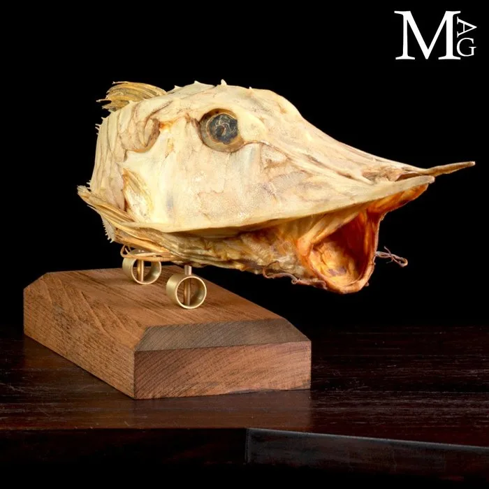 Armoured Satyrichthys welchi with bony plates Mounted on a Handcrafted Wood and Brass Stand - Height: 170 mm - Width: 500 mm- 816 g - (1)