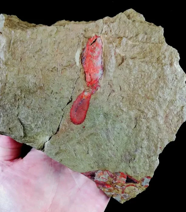 Primitive echinoderm - solved!!! + Hyolitha + Orthocerida - Fossilised animal - Nimchacystis agterbosi (Dupichaud, C. et al., 2023) + Cavernolites senex (Marek, 1983) - 17 cm - 13.5 cm