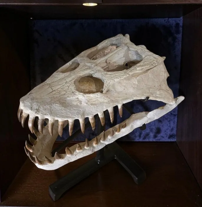 Elasmosaurus - Fossil skull - 49 cm - 28 cm