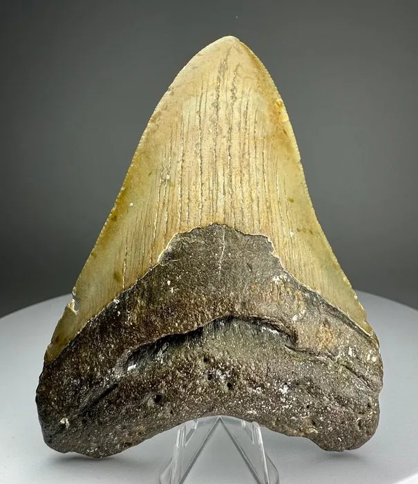 Megalodon - Fossil tooth - 10.5 cm - 8 cm