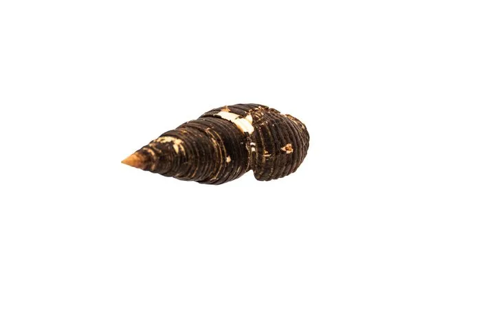 Majestic Elegance: Mitra belcheri in impressive form - Height: 12.7 cm- 0 g - (1)
