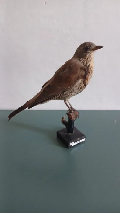 Cesena Taxidermy full body mount - Turdus pilaris - 29 cm - 16 cm - 21 cm - 1