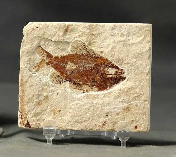 Finest fossil fish on stone - Fossilised animal - Ctenothrissa signifer - 8.1 cm - 6.7 cm