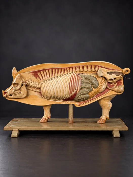 Education/demonstration model - Composite - 1930-1940 - Didactic anatomical pig model – DIDACTA, Antwerp, Belgium, 1930