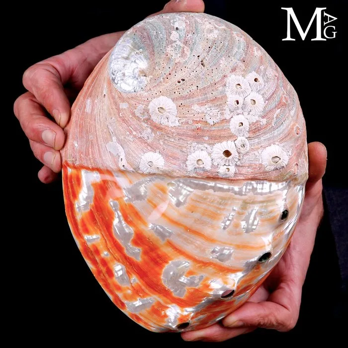 Giant Mother of Pearl Shell Wonderful Sea Shell - Special XXL- 222mm !!! Sea shell - Haliotis rufescens - Height: 222 mm - Width: 171 mm- 493 g