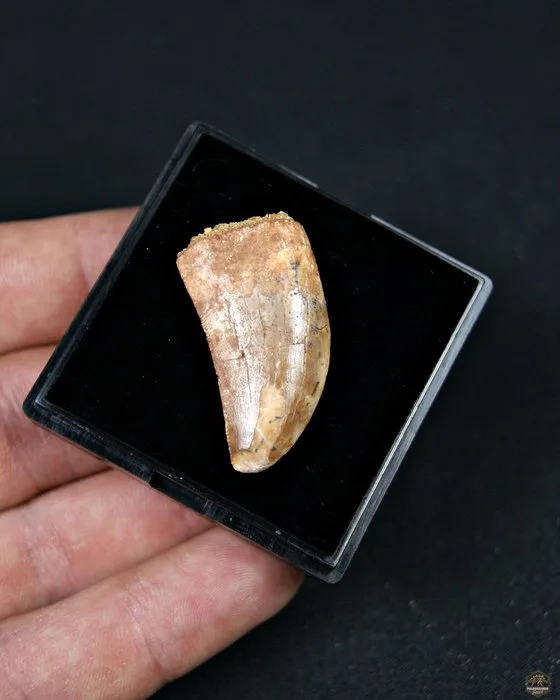 Dinosaur - Fossil tooth - Carcharodontosaurus saharicus