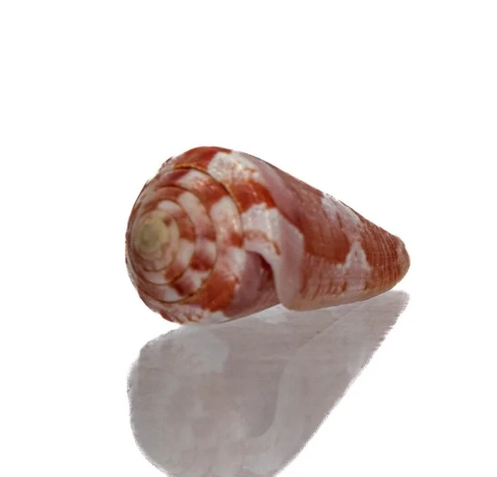 Conus gubernator – Flawless collectible in top coloration Taxidermy wall mount - Conus gubernator - 3.4 cm - 0 cm - 0 cm - Non-CITES species - 1