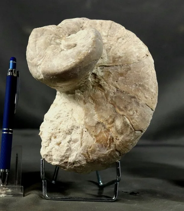 Natural fossil rudist - Good preservation - A big one - Fossilised animal - Requienia ammonia - 16 cm