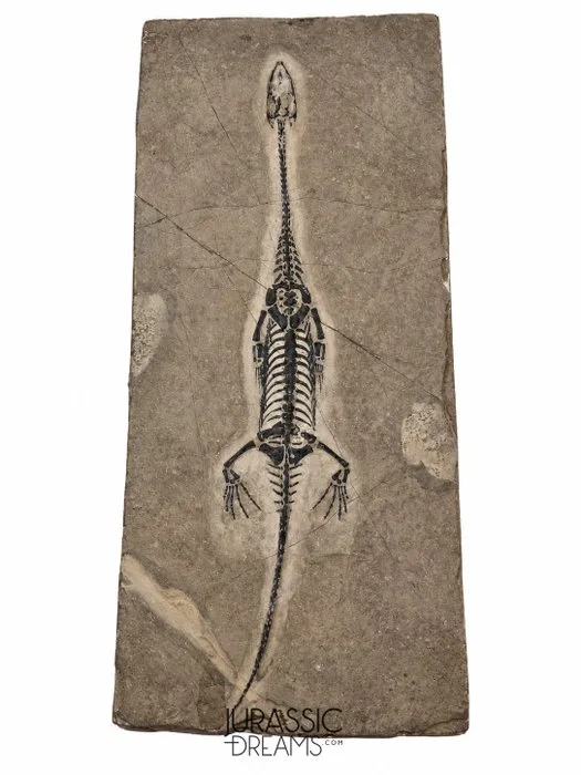 Large & Nicely Preserved Keichousaurus hui Early Triassic Marine Reptile - Fossil skeleton
