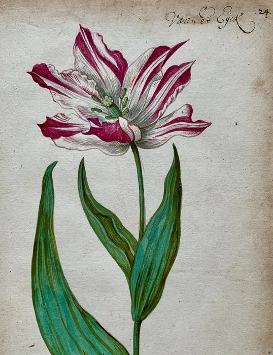 World - Tulip Mania / Dutch Golden Age; Anonymous Dutch artist - Van Der Eyck - 1621-1650