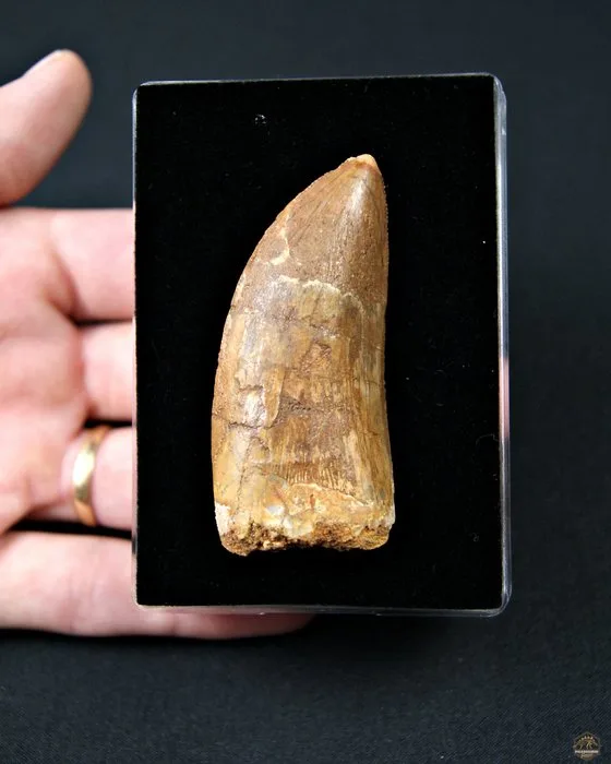 Dinosaur - Fossil tooth - Carcharodontosaurus Saharicus