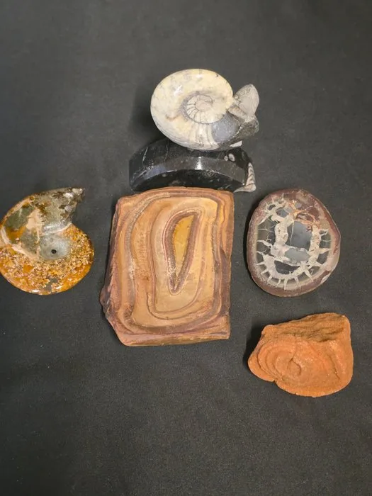 Fossilised animal - Fossil & Mineral Collection – 2 Stromatolites, 2 Ammonites and 1 Septarian Nodule