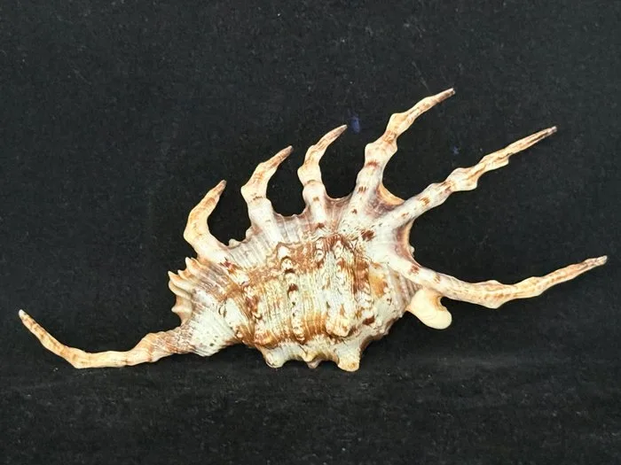Sea Snail Sea shell - S-568 LAMBIS SCORPIUS