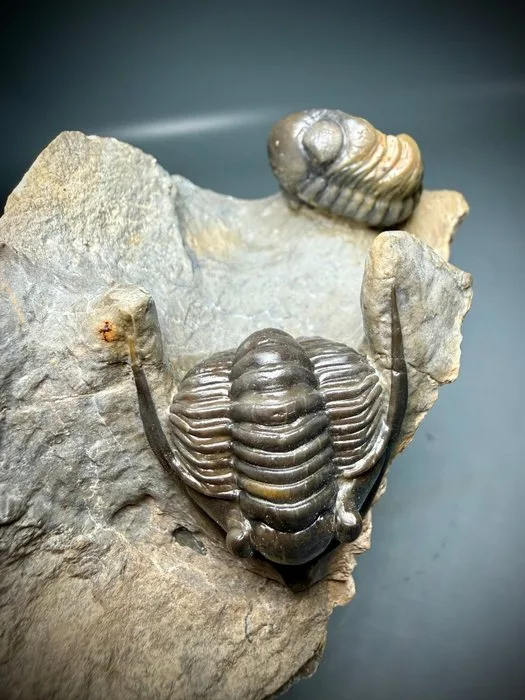 Museum Quality – Natural Association of Three Trilobites on Original Matrix - Fossil carapace - Two Cornuproetus and One Ventrally Prepared Austerops