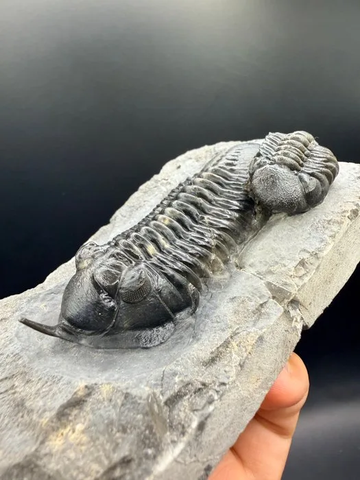Trilobite - Fossilised animal - Morocconite malladoides - 10 cm