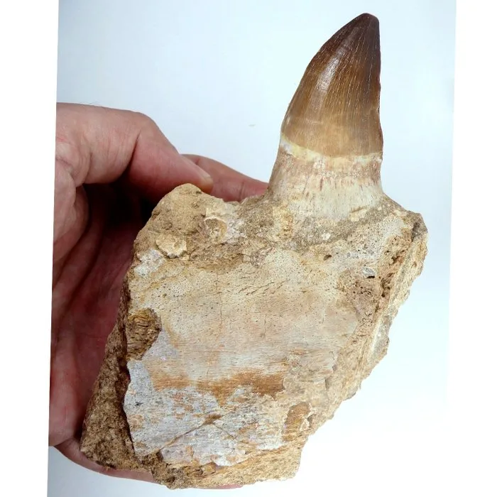 Leiodon bauguei tooth - Fossil tooth - 17 cm - 6 cm