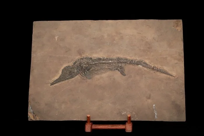 Marine reptile - Fossilised animal - Mixosaurus - 38 cm - 26 cm
