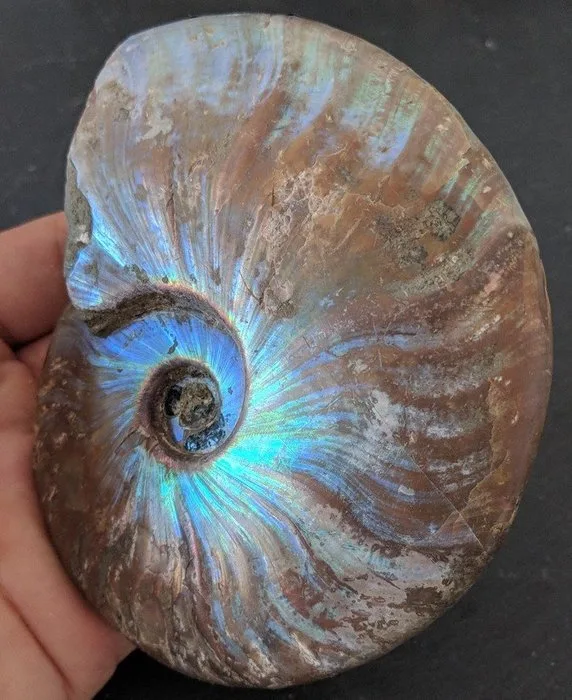 Ammonite - Fossilised animal - Aiolaceras - 96 mm - 121 mm