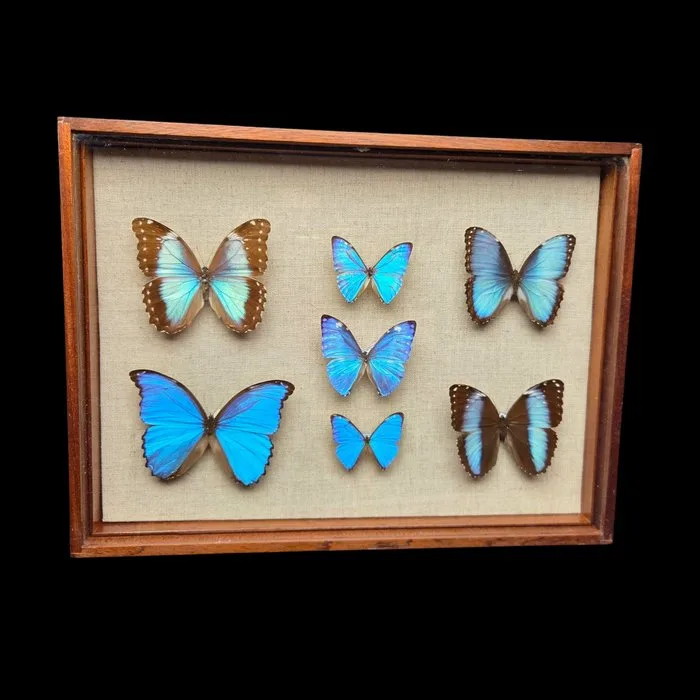 Fabulous Morpho butterflies incide large wood box (52x39 cm) - Diorama - 1960-1970