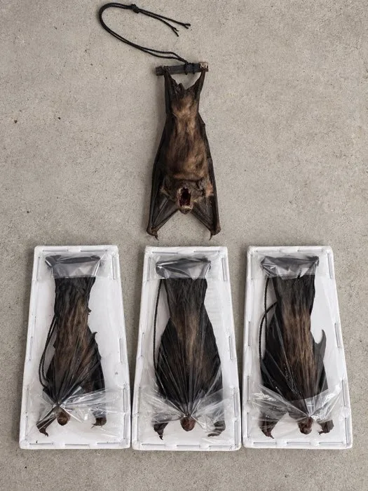 Bat Taxidermy full body mount - Tylonychteris pachypus - 8 cm - 3 cm - 2 cm - 3