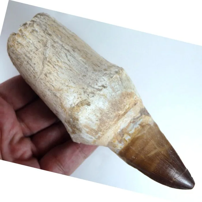 Prognatodon giganteous tooth - Masive - Fossil tooth - 15.5 cm - 5 cm