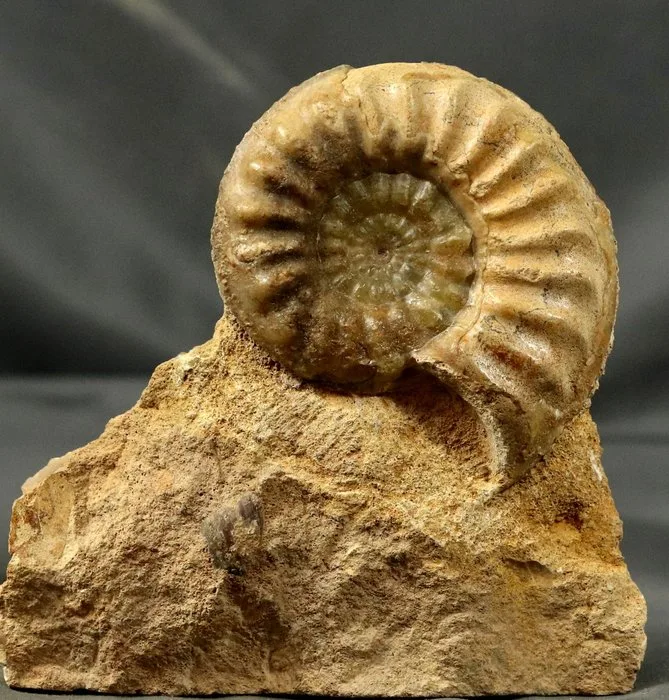 Rare ammonite on self standing stone - Green calcite - Fossilised animal - Tropidoceras aff. futtereri