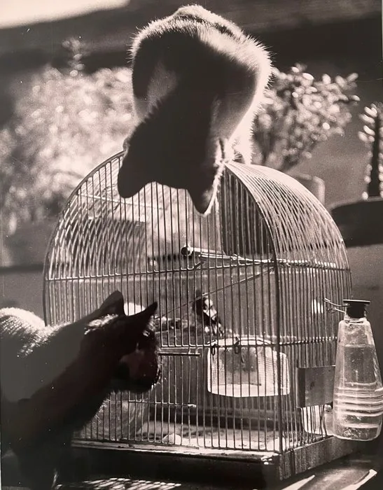 Jean RIBIERE (1922-1989) - Les oiseaux et le chat